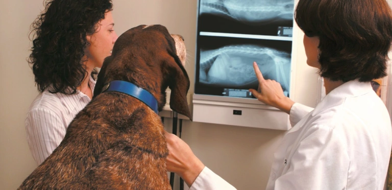 First Ever Blood-Filtration Cancer Therapy Found Safe & Effective in Dog Melanoma Study