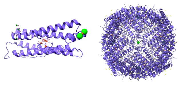 Iron in Cancer: Ironing Out the Intricacies  ​​American Association for Cancer Research (AACR)